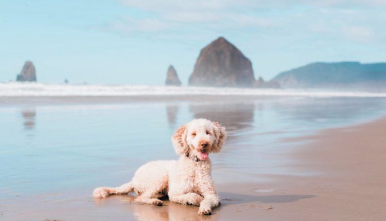 10 Great Dog-Friendly Cities in the U.S. You Should Visit - Dogster

