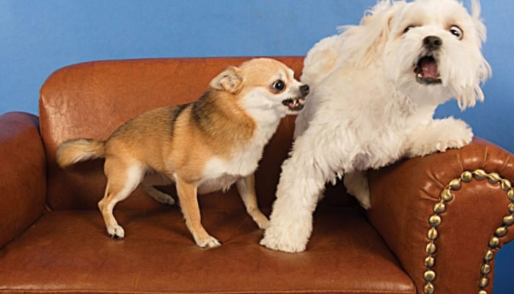 How to Help an Aggressive or Reactive Dog – Dogster

