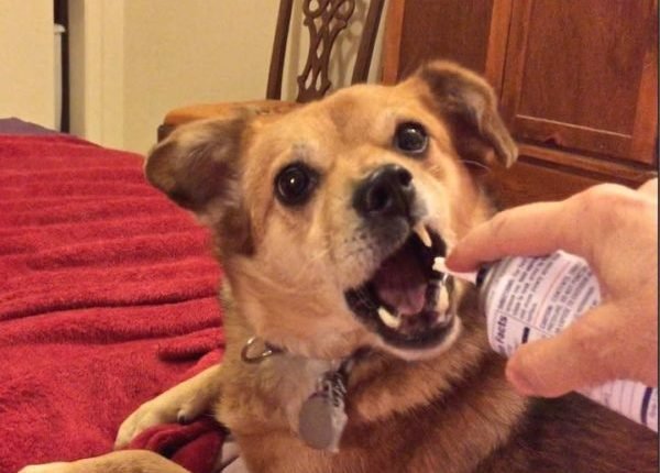 6 Ways to Prepare Your Dog for Fireworks RIGHT NOW

