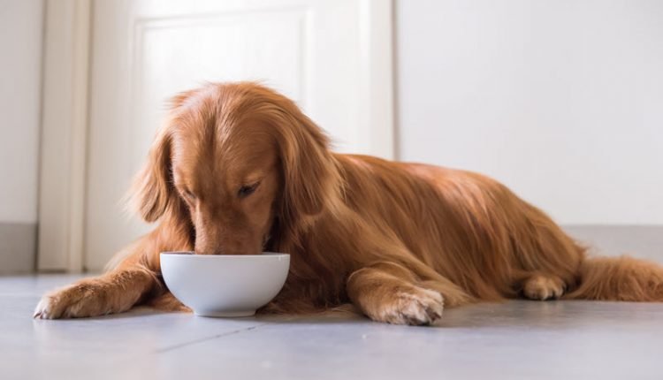 An overview of plant-based dog food

