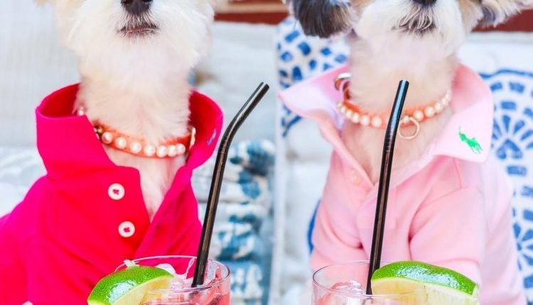 papitese dog influencers Bell and Tinker