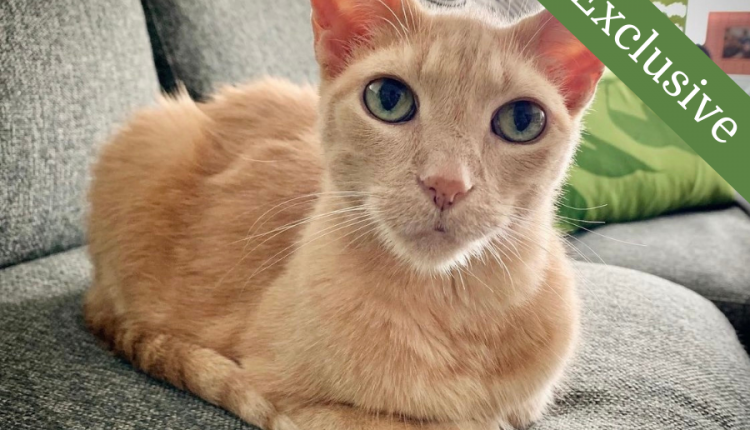 CancerCare's Pet Assistance and Welfare Program (PAW)

