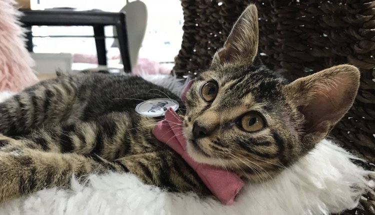 Cat Cafes in California: Part Two

