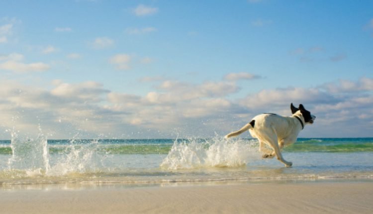 Energy Food and Drinks for Dogs on the Go - Dogster

