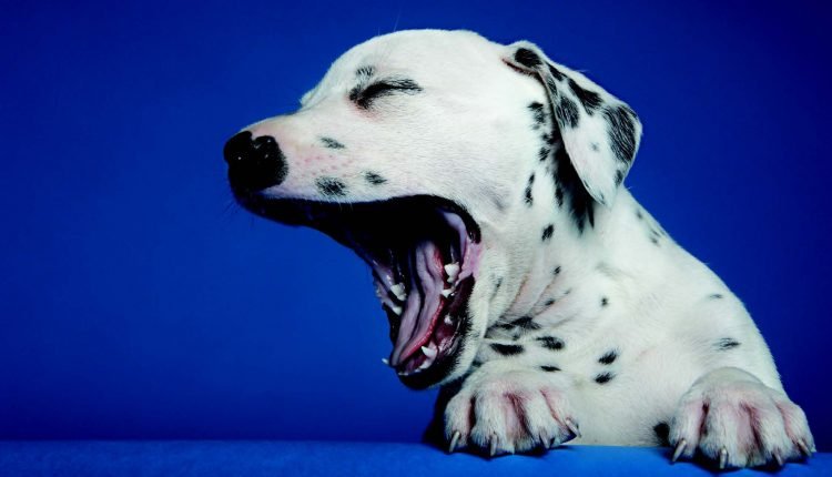 Help for Kennel Cough (Canine Infectious Respiratory Disease) – Dogster

