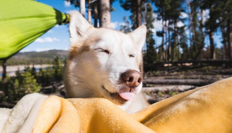 How to Prepare for Summer for Thick-Coated Dogs

