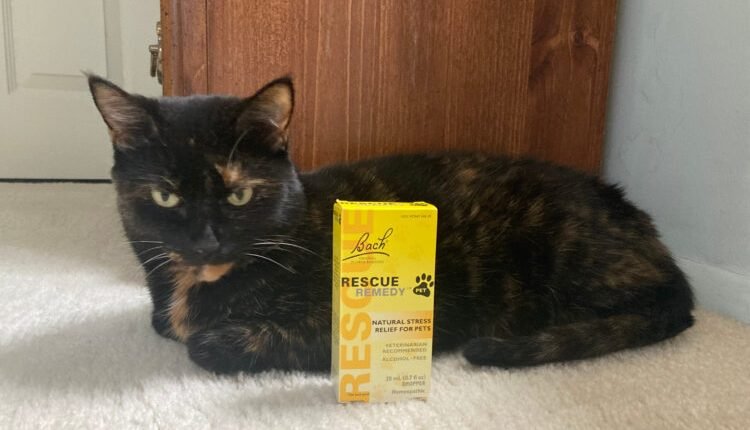 How to Relieve Your Cat's Stress During Fireworks and Thunderstorms

