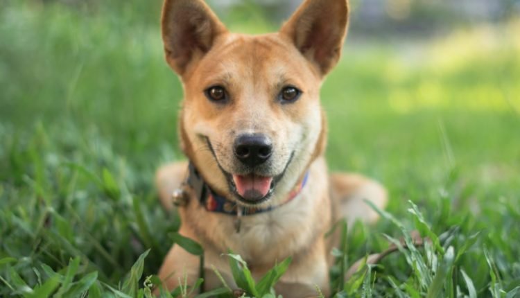 How to Start Preparing for Adopting a Dog

