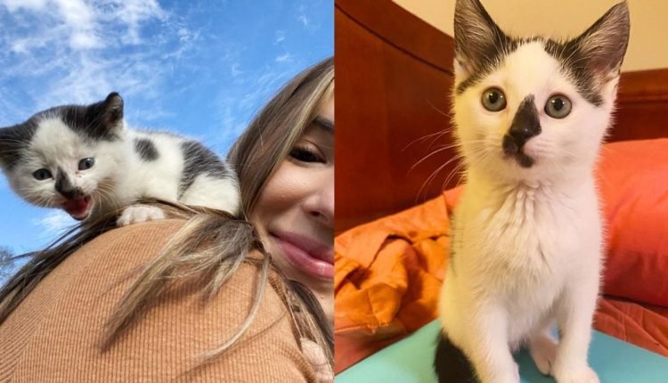 Kitten Found Running In Garage Decides To Sneak Around Woman And Starts To Trust Her

