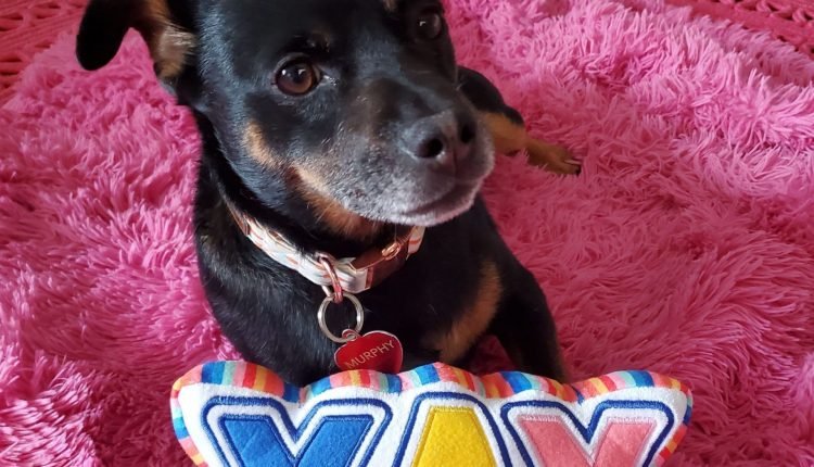 May 2022 Dog Events and Dog Holidays – Dogster

