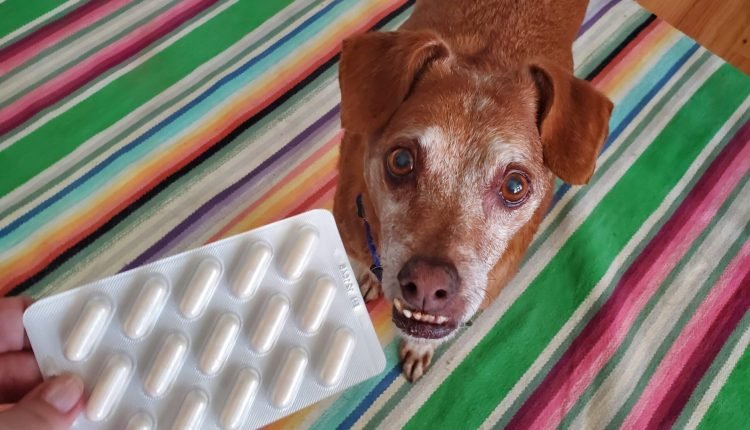  Probiotics for Dogs |  Are probiotics good for dogs?

