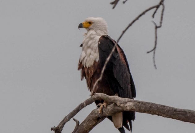 Skukuza area - 10,000 Birds

