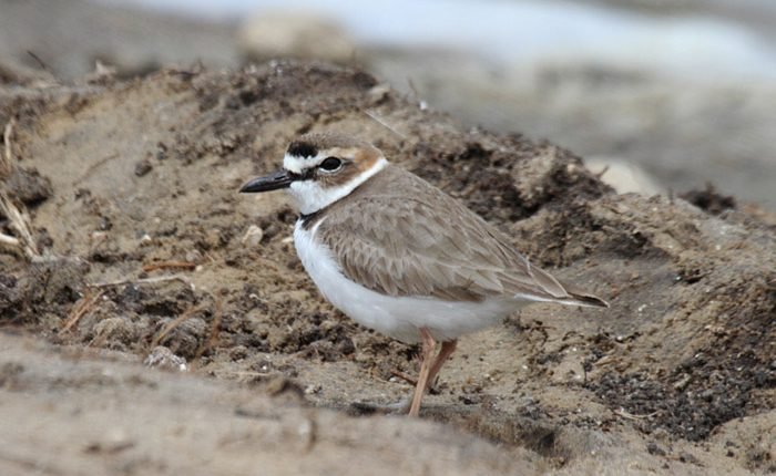 SpaceX’s Damage to Wildlife in Texas Is Set to Continue, Due to FAA Decision

