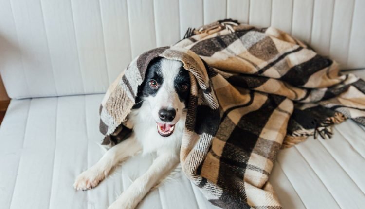 Stuck at Home With Your Dog: Try These 7 Activities

