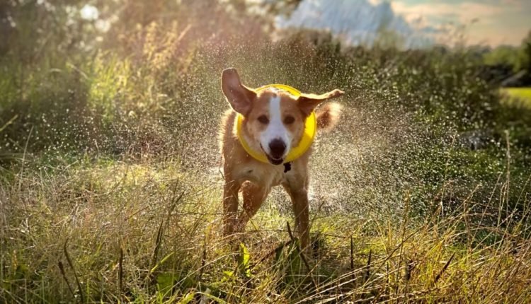 Summer Safety: How to Protect Pets from Fireworks and Searing Temperatures

