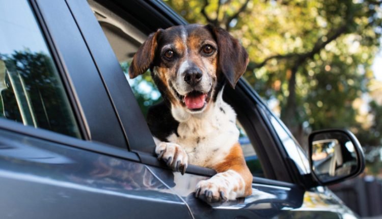 Today's must-have rules of the road – Dogster

