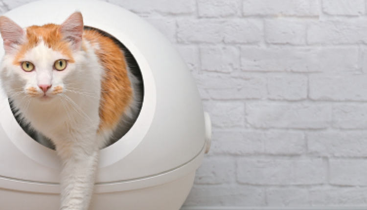 What's so cool about litter boxes

