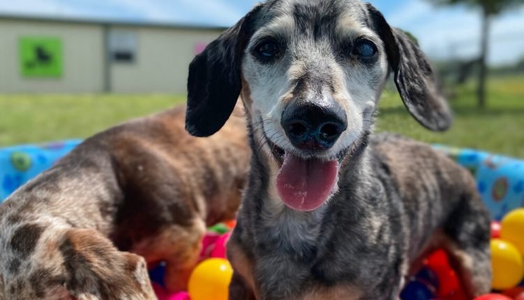 10 Best Supplements for a Senior Dachshund

