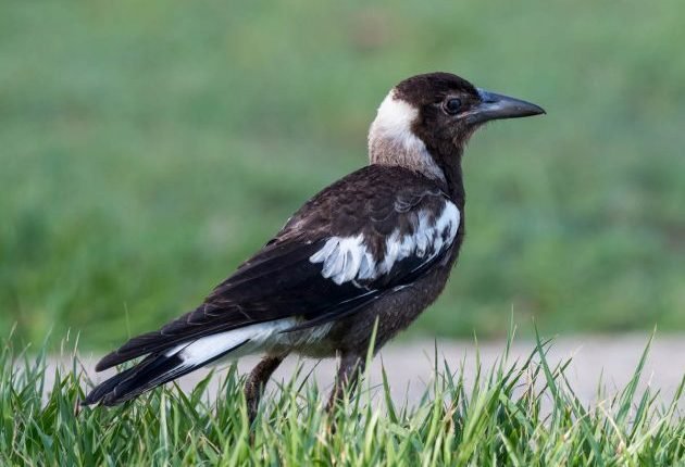 15 Australian Birds (Episode 4) – 10,000 Birds

