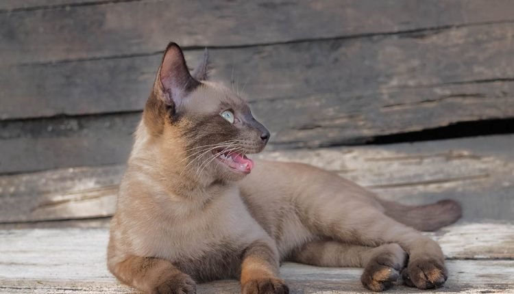 burmese cat catching breath