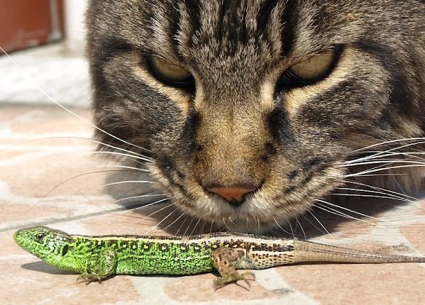 5 mistakes people make when introducing their cat to lizards

