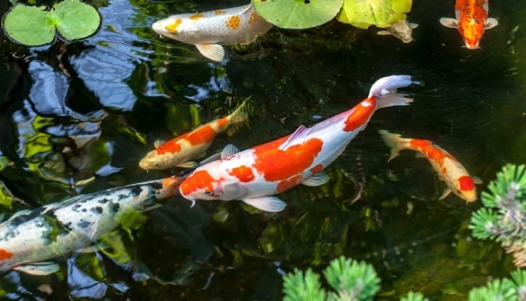 koi fish in pond