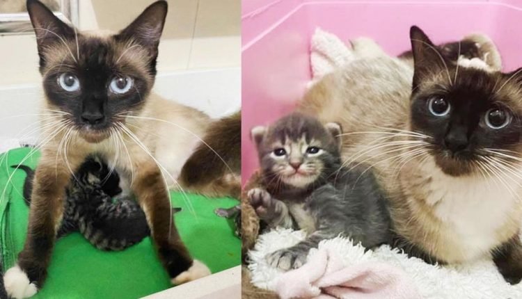 A cat comes out of her shell knowing her cats are in great hands, and turns into a big, fluffy hug

