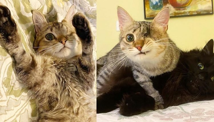 A kitten with a "pirate" smile comes out of its shell and shines when it no longer needs to hide

