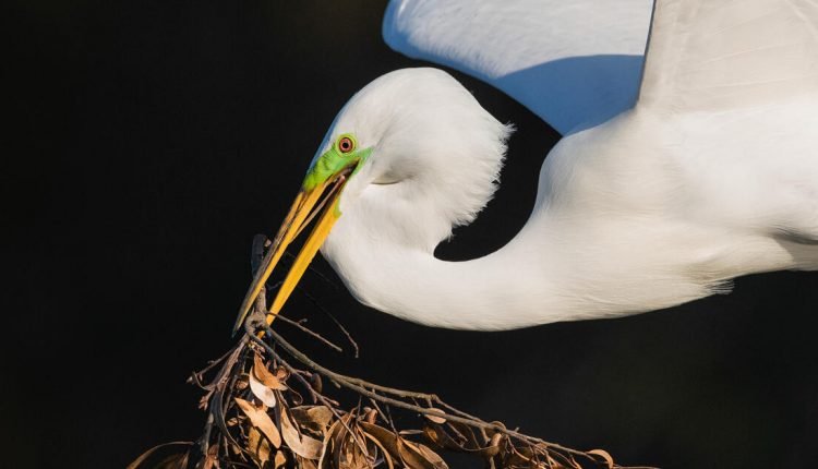 Audubon's 2023 Bird Budget: Federal Funding Priorities to Restore Birds


