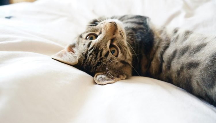 Best Ways to Take Care of Your Senior Cat