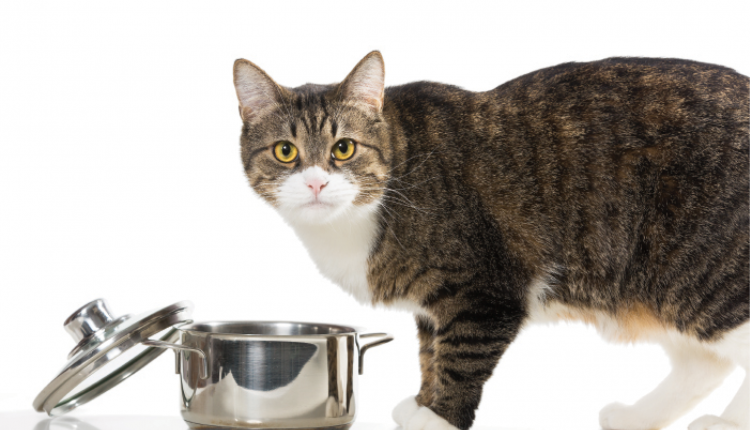 Bone broth for your cat