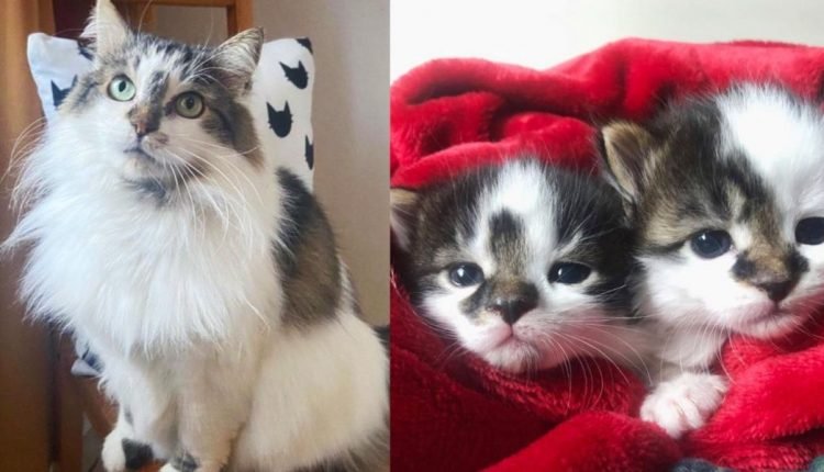 Cat finds a comfortable place after wandering outside for years, and she has two drops that no one expected

