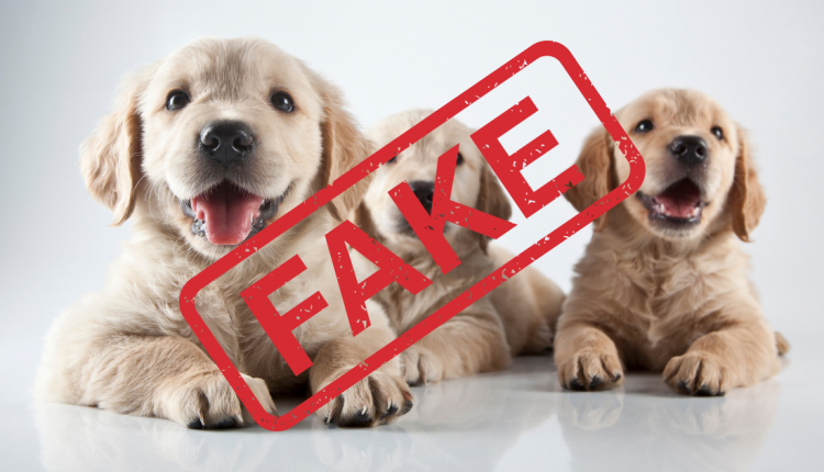Common puppy scams and how to avoid them when choosing your next pet


