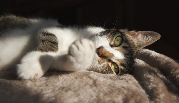 Everything you need to know about keeping animals safe in the heat

