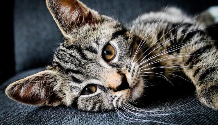 FIP and Beyond: Report from the EveryCAT Health Foundation's 2022 Symposium

