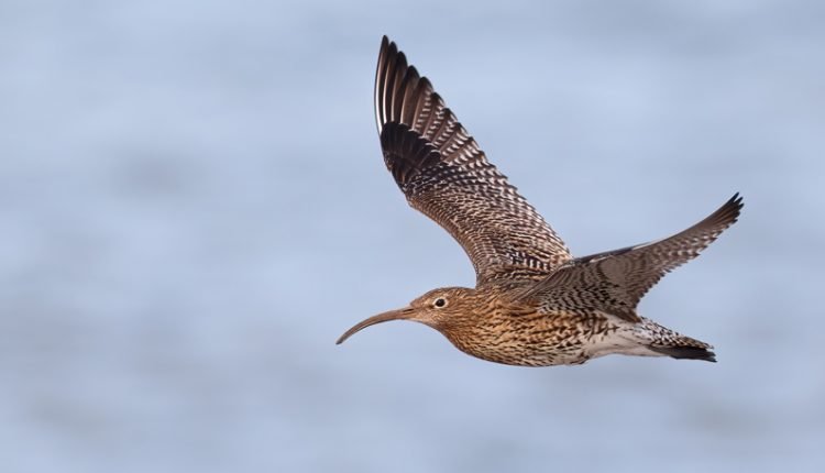 Farmers are helping to save Curlews in Severn and Avon Vale meadows

