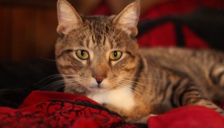 First-ever feline-specific painkiller is a game-changer for cats

