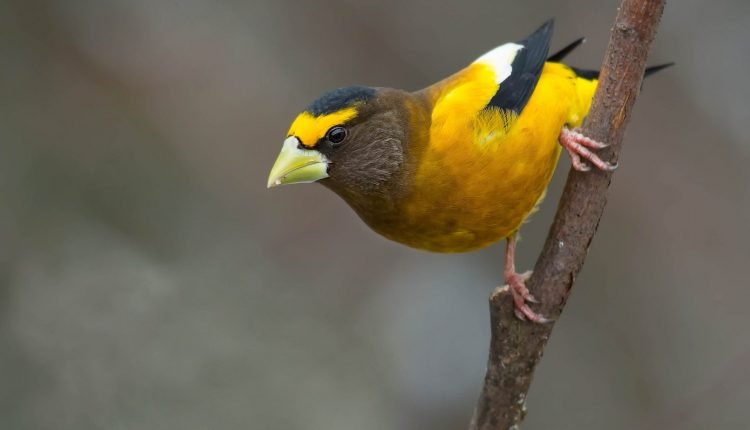 Evening Grosbeak