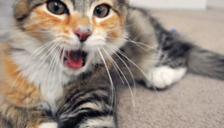 Heavy Breathing in Cats: When to Call the Vet

