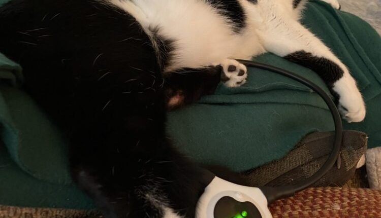 How does the Assisi bastard ring help with leg injury and arthritis

