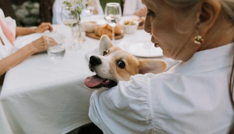 How having a dog can help older people with dementia - PLAY

