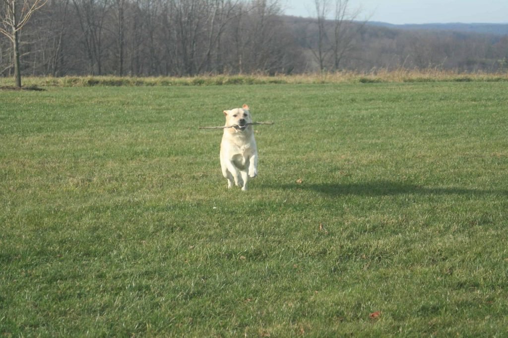 How much exercise does my Labrador need each day? Fluff Love Pets