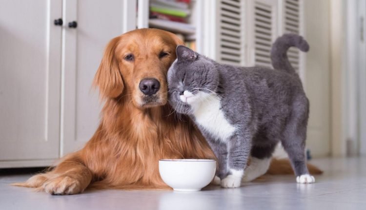 How to stay true to your loyal friends… – PLAY

