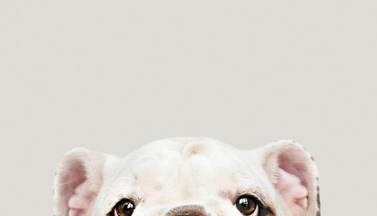 How to tell if your dog is a genius

