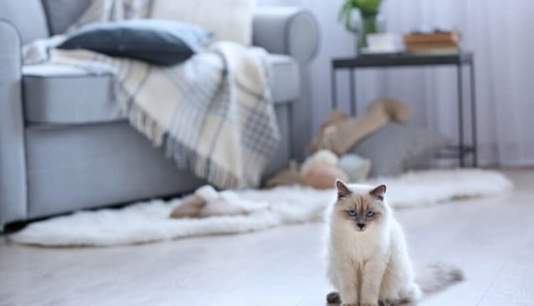 Color-point cat with blue eyes sitting on a floor in living room