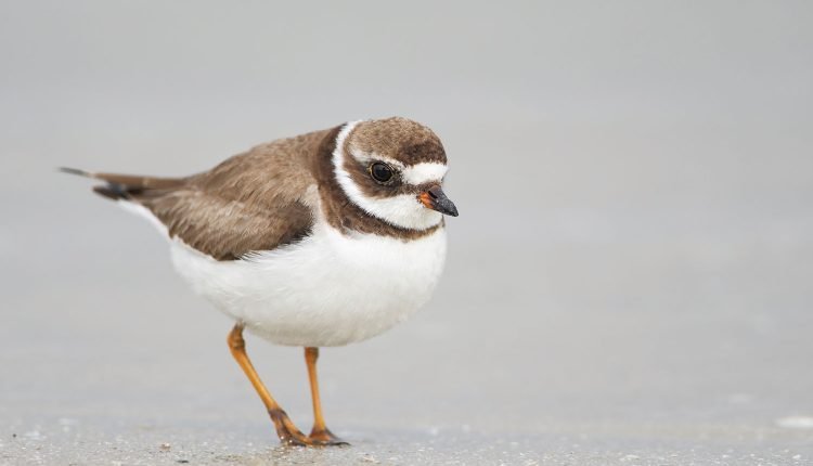 Semipalmated Plover - The summer shorebirds of Cape May