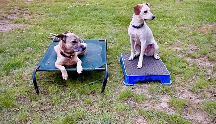 Teaching a dog to park while another dog is working

