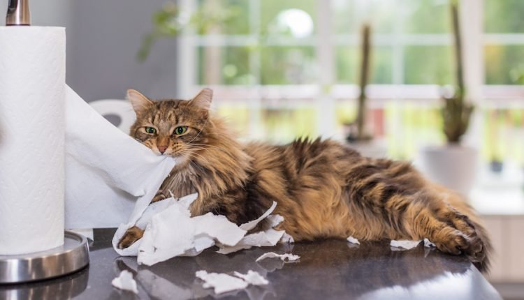 The Catnip Times Retina Logo