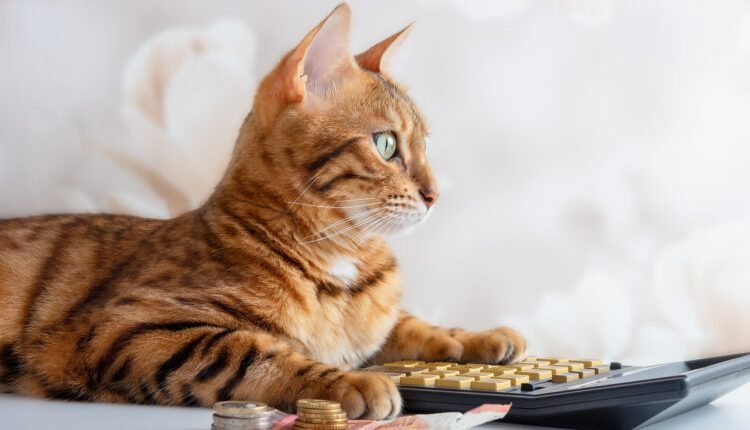 The Importance of Being Financially Prepared to Be a Cat Parent


