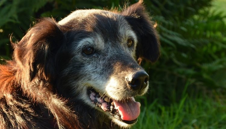 The Joys of Loving a Senior Dog


